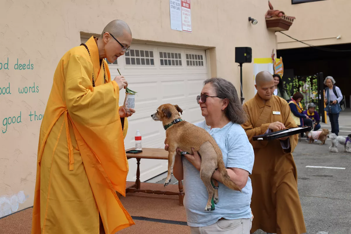 Hsi Fang Temple Fur Baby Walking and Blessing Ceremony: Connecting the Community of University Heights